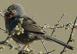 Dartford Warbler