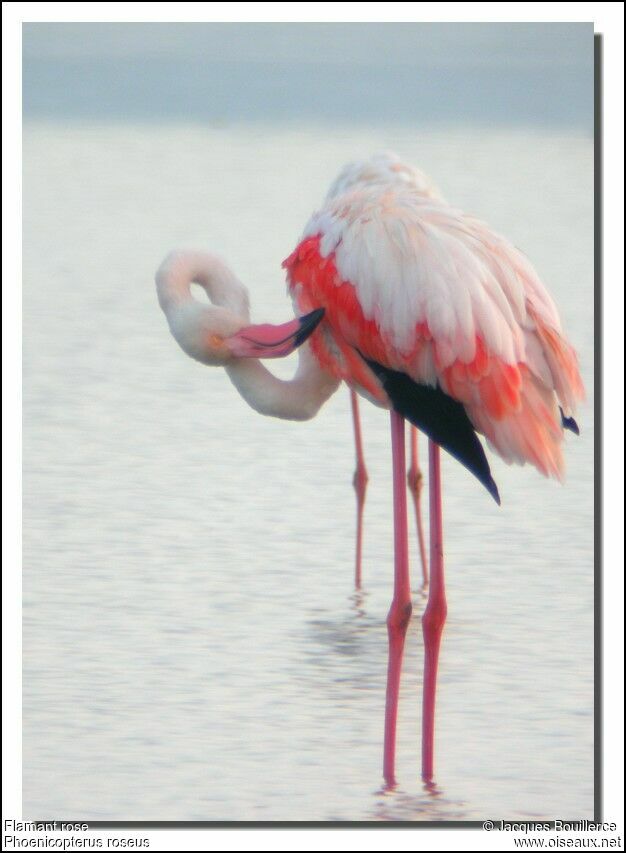 Flamant rose