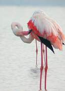 Flamant rose