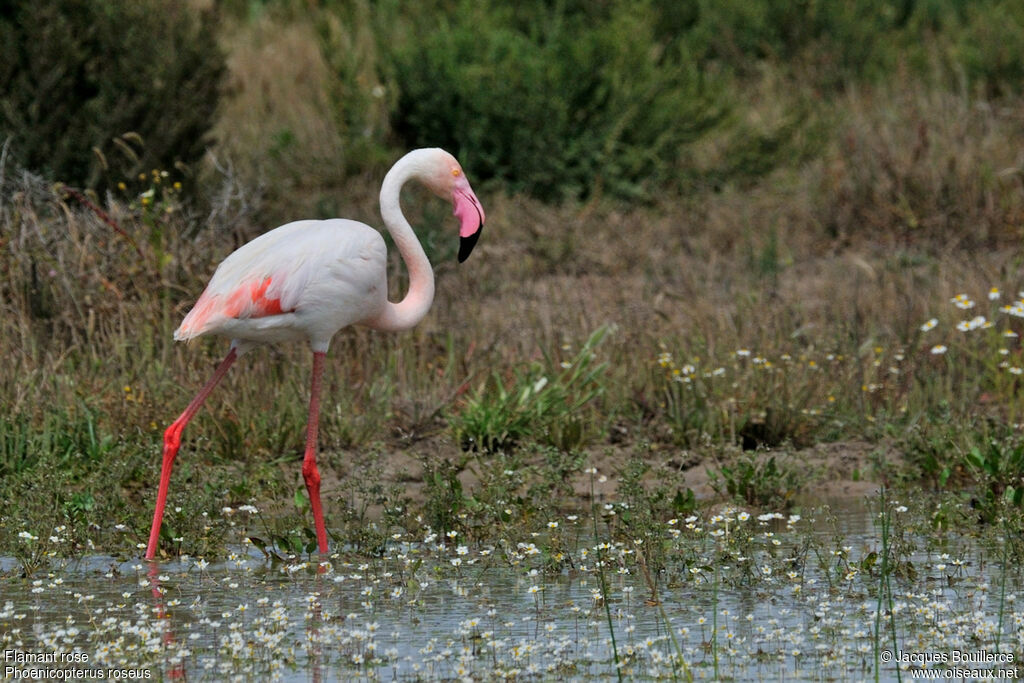 Flamant roseadulte