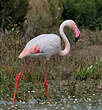 Flamant rose