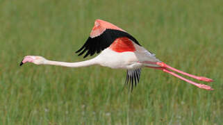 Flamant rose