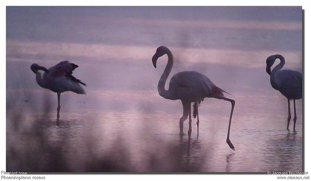 Flamant rose