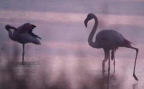 Greater Flamingo