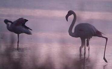 Flamant rose