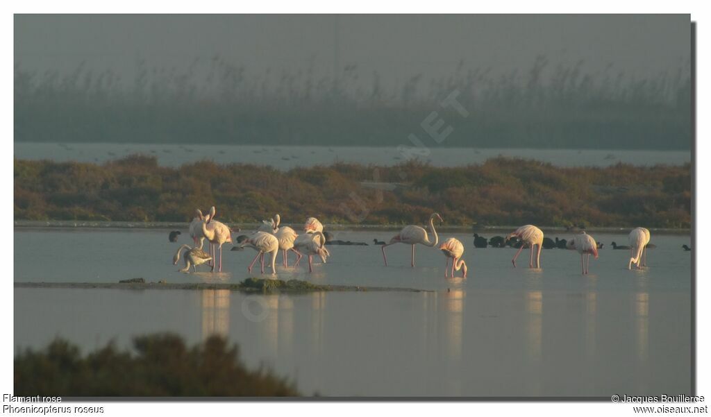 Greater Flamingo