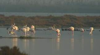 Greater Flamingo