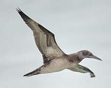 Northern Gannet