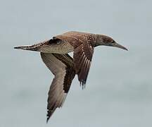 Northern Gannet