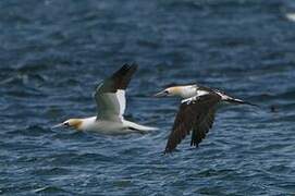 Northern Gannet