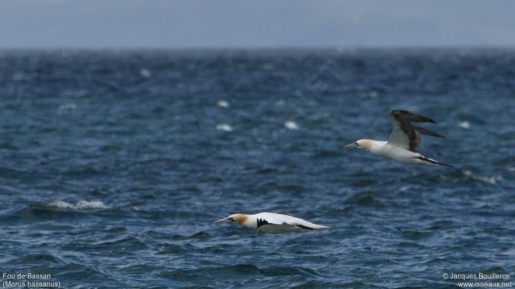 Northern Gannet