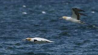 Northern Gannet