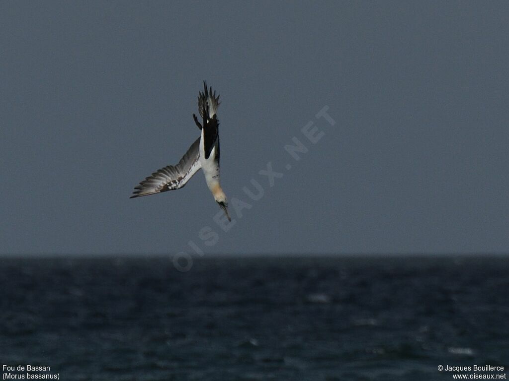 Northern Gannet