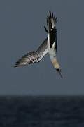 Northern Gannet