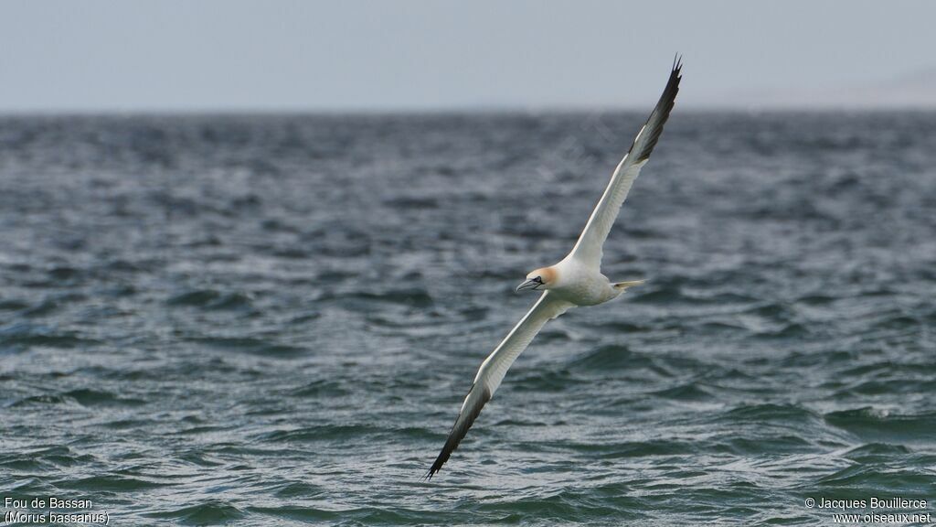 Northern Gannet