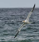 Northern Gannet