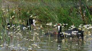 Red-knobbed Coot