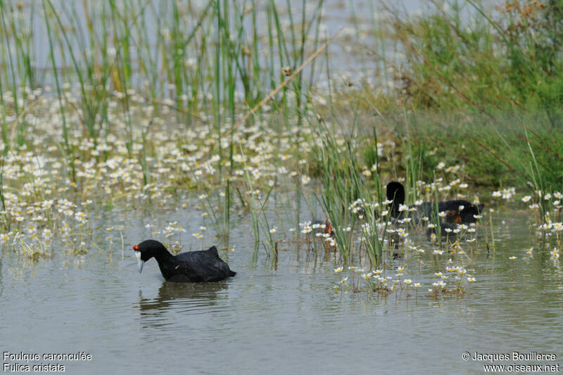 Red-knobbed Coot adult