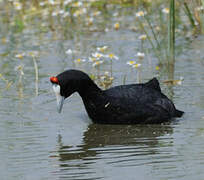 Red-knobbed Coot