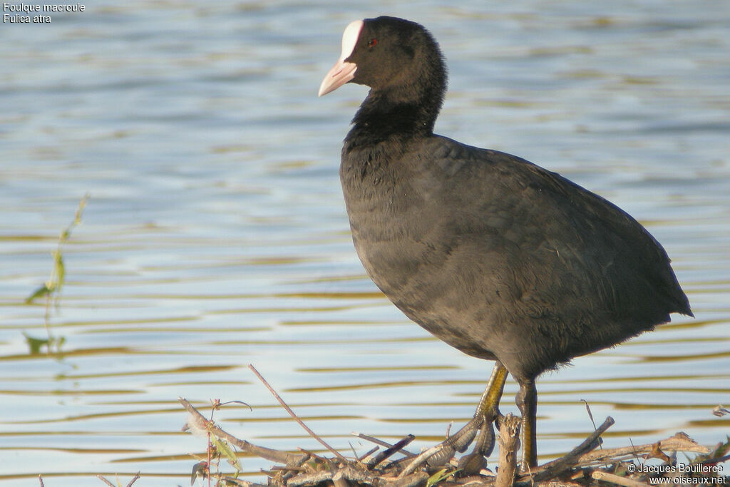 Eurasian Coot