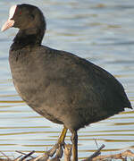 Eurasian Coot