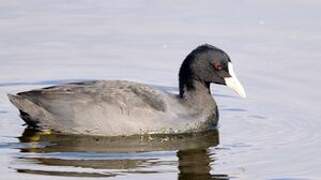 Eurasian Coot