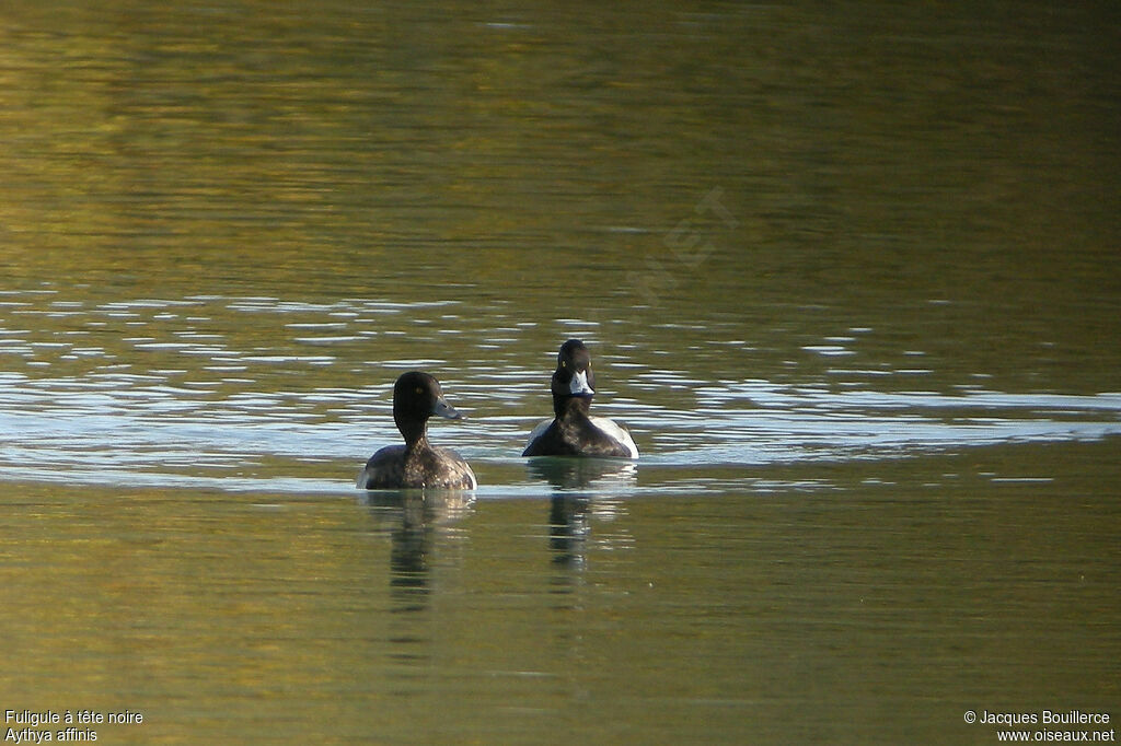 Lesser Scaup