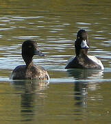 Lesser Scaup