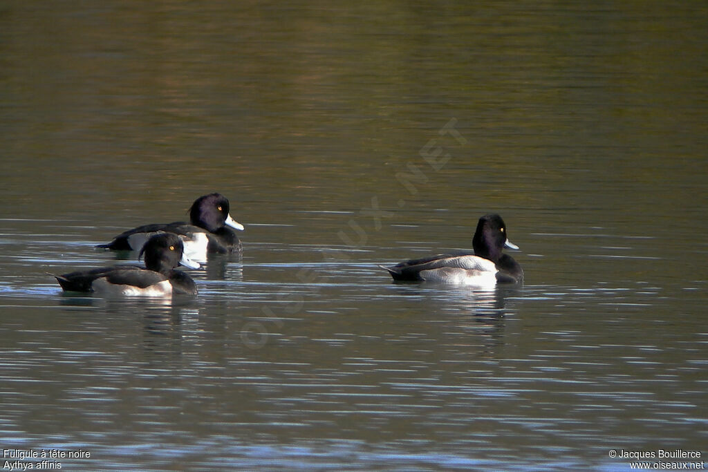 Lesser Scaup