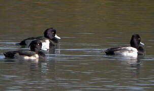 Lesser Scaup