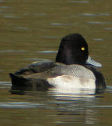 Lesser Scaup