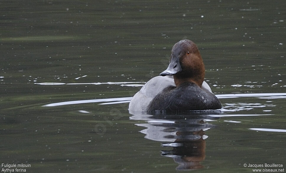 Common Pochard