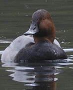 Common Pochard