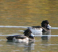 Tufted Duck