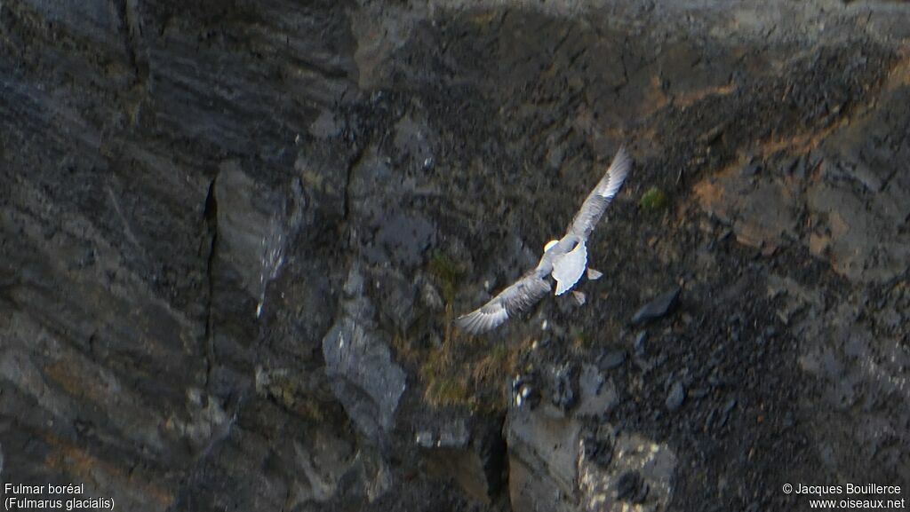 Northern Fulmar