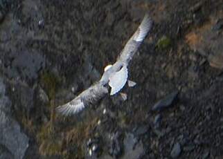 Fulmar boréal