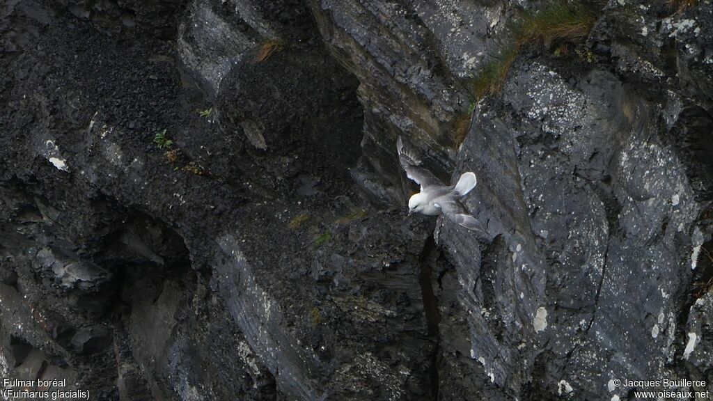 Northern Fulmar