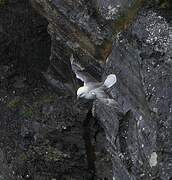 Fulmar boréal