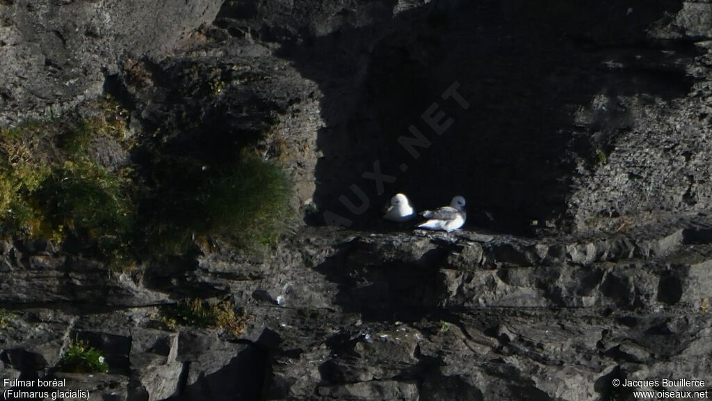 Fulmar boréal