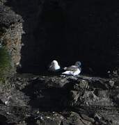 Fulmar boréal