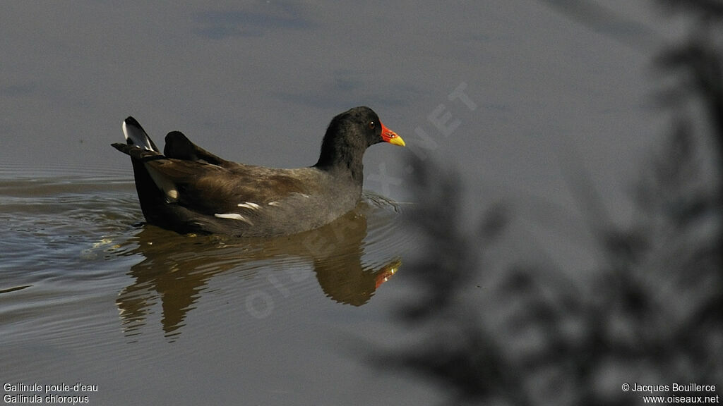 Gallinule poule-d'eau