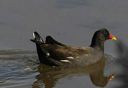 Common Moorhen