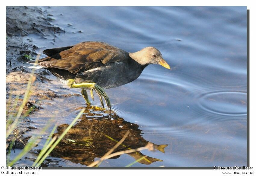 Gallinule poule-d'eaujuvénile