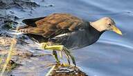 Gallinule poule-d'eau