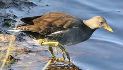 Gallinule poule-d'eau