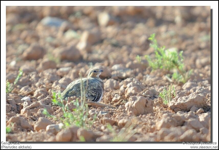 Pin-tailed Sandgrouse