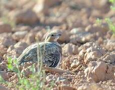 Pin-tailed Sandgrouse