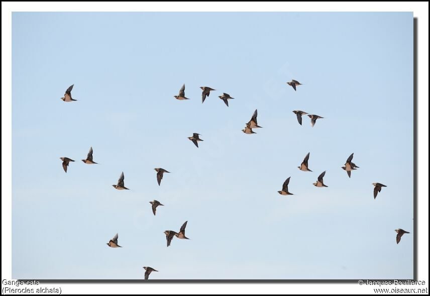 Pin-tailed Sandgrouse