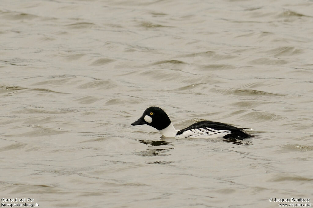 Common Goldeneye male adult