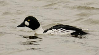 Common Goldeneye